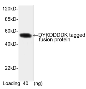 DYKDDDDK Tag Antibody - Western blot of DYKDDDDK-tagged fusion protein using DYKDDDDK-tag Antibody, pAb, Rabbit (DYKDDDDK-tag Antibody, pAb, Rabbit, 1 ug/ml) The signal was developed with One-Step Western Complete Kit (Rabbit) Predicted Size: 52 kD Observed Size: 52 kD