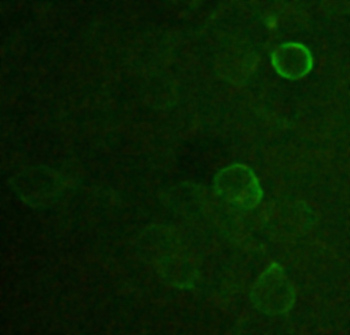 DYKDDDDK Tag Antibody - Immunofluorescence of HEK293 cells transfected with Flag-tagged CD4 protein using DYKDDDDK-tag Antibody (DYKDDDDK-tag Antibody, pAb, Rabbit, 10 ug/ml)