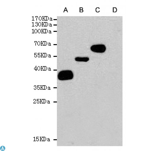 DYKDDDDK Tag Antibody - Western blot analysis of extracts from CHO-K1 cells (D) or CHO-K1 cells transfected with different FLAG-fusion proteins (A?B?C) , using DYKDDDDK-Tag mouse mAb (1:1000 diluted).