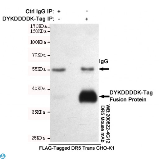 DYKDDDDK Tag Antibody - Immunoprecipitation analysis of CHO K1 cell lysates transfected with FLAG-Tagged DR5 using DYKDDDDK-Tag mouse mAb. IP:DYKDDDDK-Tag mouse mAb (201126-3A6), WB:DR5 mouse mAb (200822-4G12).