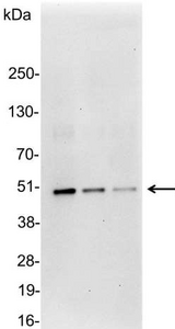 DYKDDDDK Tag Antibody - Detection of ECS-tagged protein in 200, 100, and 50ng of E. coli lysate containing tagged fusion protein