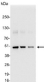 DYKDDDDK Tag Antibody - Detection of ECS-tagged protein in 200, 100, and 50ng of E. coli lysate containing tagged fusion protein
