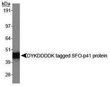 DYKDDDDK Tag Antibody - DYKDDDDK Epitope Tag Antibody (L5) - Western Blot on DYKDDDDK tagged SFO-p41 protein.  This image was taken for the unconjugated form of this product. Other forms have not been tested.