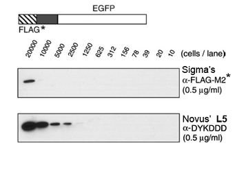 DYKDDDDK Tag Antibody - DYKDDDDK Epitope Tag Antibody (L5) - Western Blot on DYKDDDDK tagged protein demonstrating that the rat monoclonal L5 antibody is 10-15 fold more sensitive than Sigma's M2 mouse ANTI-FLAG M2 antibody.  This image was taken for the unconjugated form of this product. Other forms have not been tested.