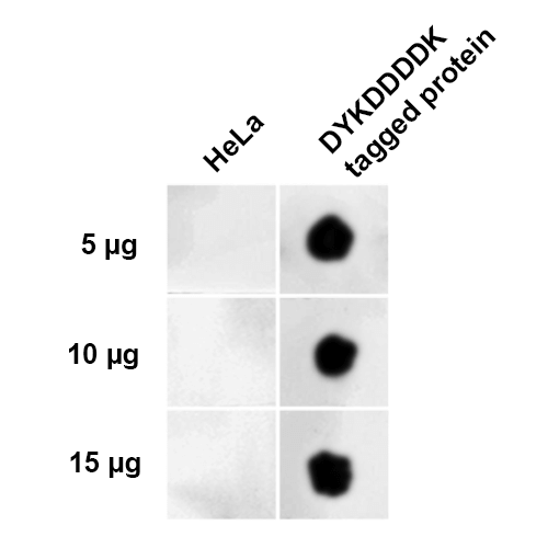 DYKDDDDK Tag Antibody - Dot Blot analysis using Rabbit Anti-DYKDDDDK Tag Polyclonal Antibody. Tissue: DYKDDDDK (FLAG) Positive Control Lysate. Primary Antibody: Rabbit Anti-DYKDDDDK Tag Polyclonal Antibody  at 1:1000 for 2 hours at RT. Secondary Antibody: Goat Anti-Rabbit HRP:IgG at 1:3000 for 1 hour at RT. The quantities of protein spotted on each panel are as shown.