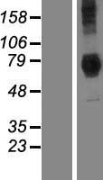 DYM Protein - Western validation with an anti-DDK antibody * L: Control HEK293 lysate R: Over-expression lysate