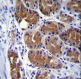 Dynactin 2 / Dynamitin Antibody - DCTN2 Antibody immunohistochemistry of formalin-fixed and paraffin-embedded human stomach tissue followed by peroxidase-conjugated secondary antibody and DAB staining.