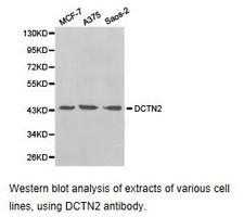 Dynactin 2 / Dynamitin Antibody - Western blot.