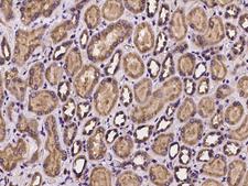 Dynactin 2 / Dynamitin Antibody - Immunochemical staining of human DCTN2 in human kidney with rabbit polyclonal antibody at 1:100 dilution, formalin-fixed paraffin embedded sections.