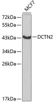Dynactin 2 / Dynamitin Antibody - Western blot analysis of extracts of MCF-7 cells using DCTN2 Polyclonal Antibody at dilution of 1:1000.