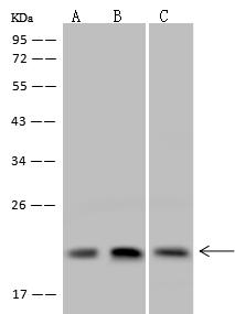 Dynactin 3 / DCTN3 Antibody - Anti-DCTN3 rabbit polyclonal antibody at 1:500 dilution. Lane A: 293T Whole Cell Lysate. Lane B: HeLa Whole Cell Lysate. Lane C: U-251 MG Whole Cell Lysate. Lysates/proteins at 30 ug per lane. Secondary: Goat Anti-Rabbit IgG (H+L)/HRP at 1/10000 dilution. Developed using the ECL technique. Performed under reducing conditions. Predicted band size: 21 kDa. Observed band size: 21 kDa.