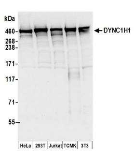 DYNC1H1 Antibody - Detection of human and mouse DYNC1H1 by western blot. Samples: Whole cell lysate (50 µg) from HeLa, HEK293T, Jurkat, mouse TCMK-1, and mouse NIH 3T3 cells prepared using NETN lysis buffer. Antibodies: Affinity purified rabbit anti-DYNC1H1 antibody used for WB at 0.1 µg/ml. Detection: Chemiluminescence with an exposure time of 3 seconds.