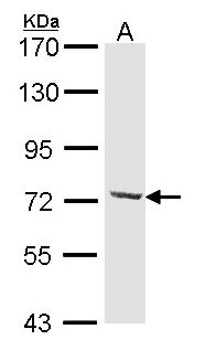 DYNC1I2 / IC2 Antibody - Sample (30 ug of whole cell lysate). A: Hela. 7.5% SDS PAGE. DYNC1I2 / IC2 antibody diluted at 1:1000.