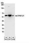 DYNC1LI1 Antibody - Detection of Human DYNC1LI1 by Western Blot. Samples: Whole cell lysate (50 ug) from HeLa, 293T, and Jurkat cells. Antibodies: Affinity purified rabbit anti-DYNC1LI1 antibody used for WB at 0.1 ug/ml. Detection: Chemiluminescence with an exposure time of 3 minutes.