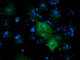DYNC1LI1 Antibody - Anti-DYNC1LI1 mouse monoclonal antibody  immunofluorescent staining of COS7 cells transiently transfected by pCMV6-ENTRY DYNC1LI1.