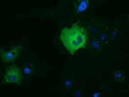 DYNC1LI1 Antibody - Anti-DYNC1LI1 mouse monoclonal antibody  immunofluorescent staining of COS7 cells transiently transfected by pCMV6-ENTRY DYNC1LI1.