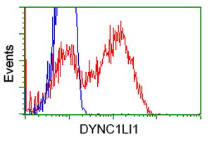 DYNC1LI1 Antibody - HEK293T cells transfected with either overexpress plasmid (Red) or empty vector control plasmid (Blue) were immunostained by anti-DYNC1LI1 antibody, and then analyzed by flow cytometry.