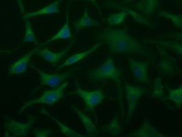 DYNC1LI1 Antibody - Immunofluorescent staining of HeLa cells using anti-DYNC1LI1 mouse monoclonal antibody.