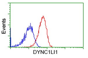 DYNC1LI1 Antibody - Flow cytometric Analysis of Hela cells, using anti-DYNC1LI1 antibody, (Red), compared to a nonspecific negative control antibody, (Blue).