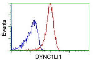 DYNC1LI1 Antibody - Flow cytometric Analysis of Jurkat cells, using anti-DYNC1LI1 antibody, (Red), compared to a nonspecific negative control antibody, (Blue).