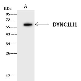 DYNC1LI1 Antibody - DYNC1LI1 was immunoprecipitated using: Lane A: 0.5 mg Jurkat Whole Cell Lysate. 4 uL anti-DYNC1LI1 rabbit polyclonal antibody and 60 ug of Immunomagnetic beads Protein A/G. Primary antibody: Anti-DYNC1LI1 rabbit polyclonal antibody, at 1:100 dilution. Secondary antibody: Clean-Blot IP Detection Reagent (HRP) at 1:1000 dilution. Developed using the ECL technique. Performed under reducing conditions. Predicted band size: 57 kDa. Observed band size: 57 kDa.