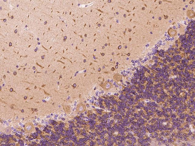 DYNC1LI1 Antibody - Immunochemical staining of human DYNC1LI1 in cynomolgus cerebellum with rabbit polyclonal antibody at 1:300 dilution, formalin-fixed paraffin embedded sections.