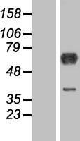 DYNC1LI1 Protein - Western validation with an anti-DDK antibody * L: Control HEK293 lysate R: Over-expression lysate