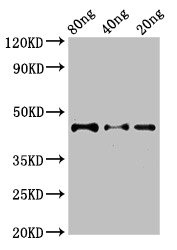 DYNC2H1 Antibody - Western Blot Positive WB detected in Recombinant protein All lanes: DYNC2H1 antibody at 2.8µg/ml Secondary Goat polyclonal to rabbit IgG at 1/50000 dilution Predicted band size: 45 kDa Observed band size: 45 kDa