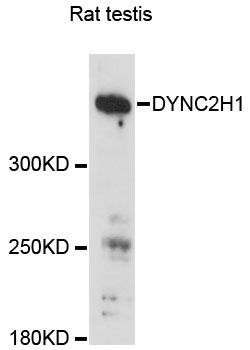 DYNC2H1 Antibody - Western blot analysis of extracts of rat testis, using DYNC2H1 antibody at 1:3000 dilution. The secondary antibody used was an HRP Goat Anti-Rabbit IgG (H+L) at 1:10000 dilution. Lysates were loaded 25ug per lane and 3% nonfat dry milk in TBST was used for blocking. An ECL Kit was used for detection and the exposure time was 30s.