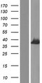 DYNC2LI1 / D2LIC Protein - Western validation with an anti-DDK antibody * L: Control HEK293 lysate R: Over-expression lysate
