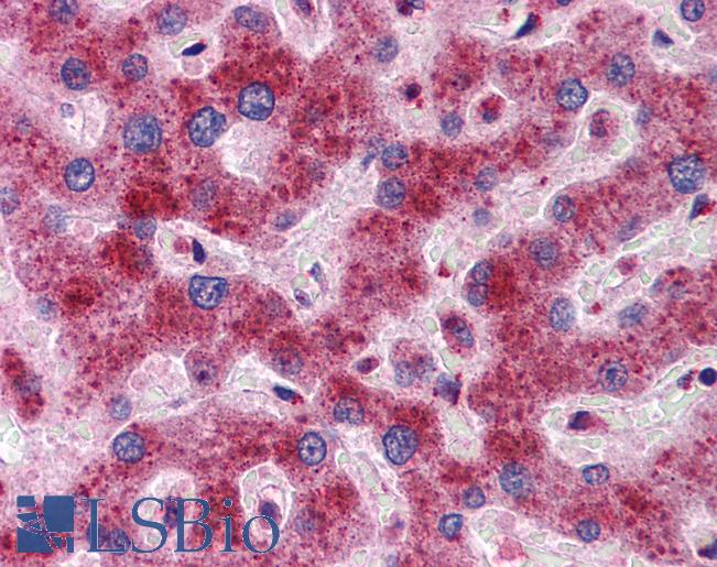 DYNLL1 / PIN Antibody - Anti-DYNLL1 antibody IHC of human liver. Immunohistochemistry of formalin-fixed, paraffin-embedded tissue after heat-induced antigen retrieval. Antibody concentration 5 ug/ml.  This image was taken for the unconjugated form of this product. Other forms have not been tested.