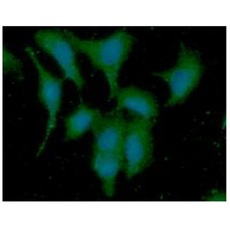 DYNLL1 / PIN Antibody - ICC/IF analysis of DYNLL in A549 cells line, stained with DAPI (Blue) for nucleus staining and monoclonal anti-human DYNLL antibody (1:100) with goat anti-mouse IgG-Alexa fluor 488 conjugate (Green).