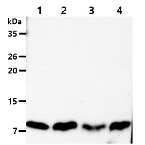DYNLL1 / PIN Antibody - The Cell lysates (40ug) were resolved by SDS-PAGE, transferred to PVDF membrane and probed with anti-human DYNLL antibody (1:1000). Proteins were visualized using a goat anti-mouse secondary antibody conjugated to HRP and an ECL detection system. Lane 1. : HeLa cell lysate Lane 2. : A549 cell lysate Lane 3. : 293T cell lysate Lane 4. : HepG2 cell lysate