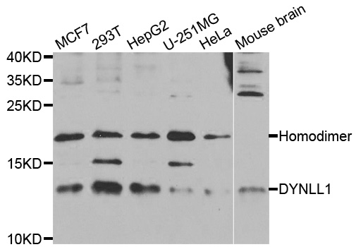 DYNLL1 / PIN Antibody - Western blot analysis of extracts of various cell lines, using DYNLL1 antibody.