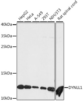 DYNLL1 / PIN Antibody - Western blot analysis of extracts of various cell lines, using DYNLL1 antibody at 1:500 dilution. The secondary antibody used was an HRP Goat Anti-Rabbit IgG (H+L) at 1:10000 dilution. Lysates were loaded 25ug per lane and 3% nonfat dry milk in TBST was used for blocking. An ECL Kit was used for detection and the exposure time was 90s.