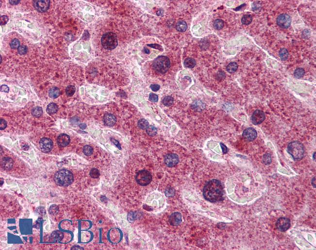 DYNLL1 / PIN Antibody - Anti-DYNLL1 antibody IHC of human liver. Immunohistochemistry of formalin-fixed, paraffin-embedded tissue after heat-induced antigen retrieval. Antibody concentration 2.5 ug/ml.  This image was taken for the unconjugated form of this product. Other forms have not been tested.