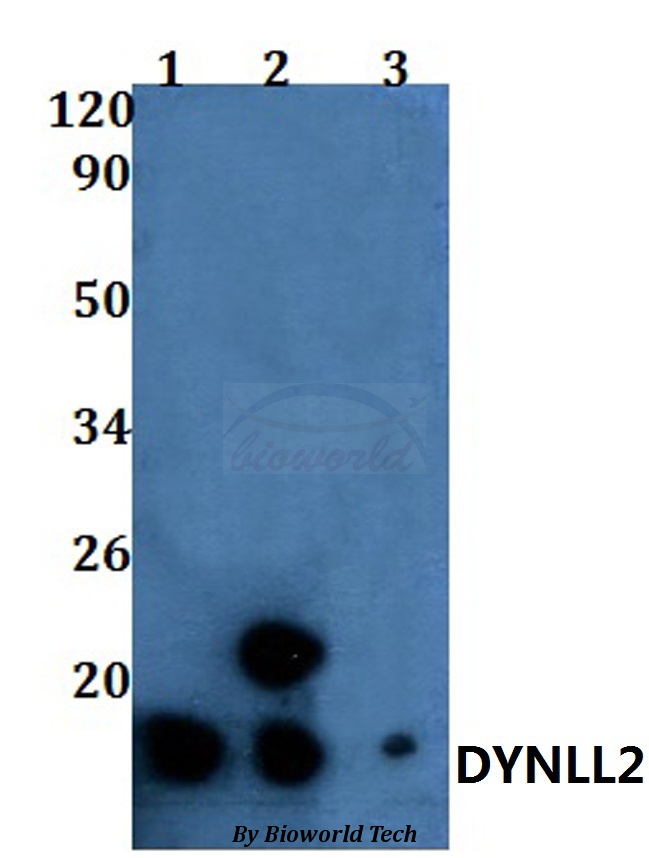 DYNLL2 Antibody - Western blot of DYNLL2 antibody at 1:500 dilution. Lane 1: HEK293T whole cell lysate. Lane 2: Raw264.7 whole cell lysate. Lane 3: H9C2 whole cell lysate.