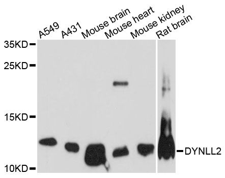 DYNLL2 Antibody - Western blot analysis of extracts of various cell lines, using DYNLL2 antibody at 1:3000 dilution. The secondary antibody used was an HRP Goat Anti-Rabbit IgG (H+L) at 1:10000 dilution. Lysates were loaded 25ug per lane and 3% nonfat dry milk in TBST was used for blocking. An ECL Kit was used for detection and the exposure time was 5min.