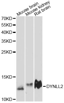DYNLL2 Antibody - Western blot analysis of extracts of various cell lines, using DYNLL2 antibody at 1:3000 dilution. The secondary antibody used was an HRP Goat Anti-Rabbit IgG (H+L) at 1:10000 dilution. Lysates were loaded 25ug per lane and 3% nonfat dry milk in TBST was used for blocking. An ECL Kit was used for detection and the exposure time was 90s.