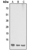 DYNLL2 Antibody - Western blot analysis of DYNLL2 expression in HEK293T (A); Raw264.7 (B); H9C2 (C) whole cell lysates.