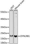 DYNLRB1 Antibody - Western blot analysis of extracts of various cell lines, using DYNLRB1 antibody at 1:1000 dilution. The secondary antibody used was an HRP Goat Anti-Rabbit IgG (H+L) at 1:10000 dilution. Lysates were loaded 25ug per lane and 3% nonfat dry milk in TBST was used for blocking. An ECL Kit was used for detection and the exposure time was 90s.