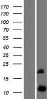 DYNLRB2 Protein - Western validation with an anti-DDK antibody * L: Control HEK293 lysate R: Over-expression lysate