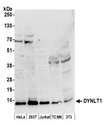 DYNLT1 / TCTEX-1 Antibody - Detection of human and mouse DYNLT1 by western blot. Samples: Whole cell lysate (50 µg) from HeLa, HEK293T, Jurkat, mouse TCMK-1, and mouse NIH 3T3 cells prepared using NETN lysis buffer. Antibody: Affinity purified rabbit anti-DYNLT1 antibody used for WB at 0.04 µg/ml. Detection: Chemiluminescence with an exposure time of 30 seconds.