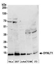 DYNLT1 / TCTEX-1 Antibody - Detection of human and mouse DYNLT1 by western blot. Samples: Whole cell lysate (50 µg) from HeLa, HEK293T, Jurkat, mouse TCMK-1, and mouse NIH 3T3 cells prepared using NETN lysis buffer. Antibody: Affinity purified rabbit anti-DYNLT1 antibody used for WB at 0.04 µg/ml. Detection: Chemiluminescence with an exposure time of 30 seconds.