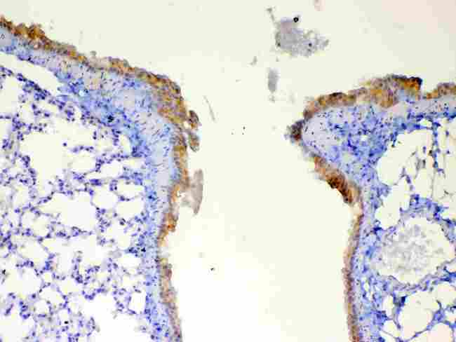 DYNLT1 / TCTEX-1 Antibody - Immunohistochemistry - Anti-DYNLT1 Picoband antibody