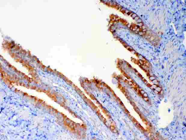 DYNLT1 / TCTEX-1 Antibody - Immunohistochemistry - Anti-DYNLT1 Picoband antibody