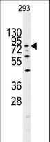 DYRK / DYRK1A Antibody - Western blot of DYRK1A Antibody in 293 cell line lysates (35 ug/lane). DYRK1A (arrow) was detected using the purified antibody.