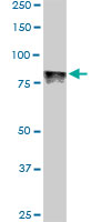 DYRK / DYRK1A Antibody - DYRK1A monoclonal antibody (M01), clone 7D10. Western Blot analysis of DYRK1A expression in Raw 264.7.