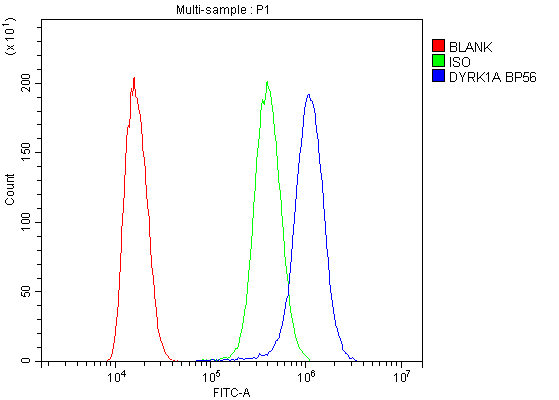 DYRK / DYRK1A Antibody - Flow Cytometry analysis of SiHa cells using anti-DYRK1A antibody. Overlay histogram showing SiHa cells stained with anti-DYRK1A antibody (Blue line). The cells were blocked with 10% normal goat serum. And then incubated with rabbit anti-DYRK1A Antibody (1µg/10E6 cells) for 30 min at 20°C. DyLight®488 conjugated goat anti-rabbit IgG (5-10µg/10E6 cells) was used as secondary antibody for 30 minutes at 20°C. Isotype control antibody (Green line) was rabbit IgG (1µg/10E6 cells) used under the same conditions. Unlabelled sample (Red line) was also used as a control.