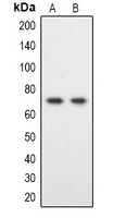 DYRK1B Antibody - Western blot analysis of DYRK1B expression in HeLa (A); HT1080 (B) whole cell lysates.